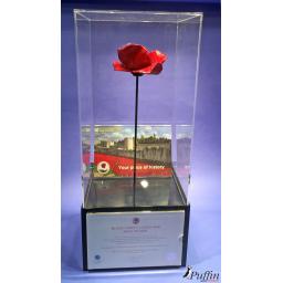 Poppy Display Case (WITH STEM)