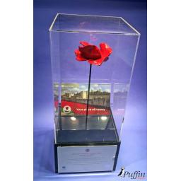 Poppy Display Case (WITH STEM)