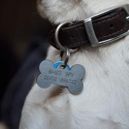 Engraved Dog Tags